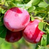 Комплект 5шт / Алыча Евгения (Ранняя/Красная)