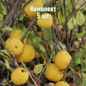 Комплект 5шт / Айва японская Пинк Квин
