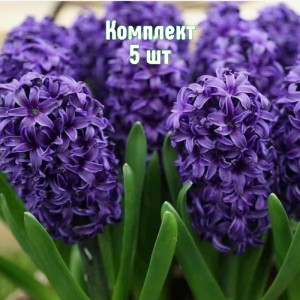 Комплект 5шт / Гиацинт Атлантик