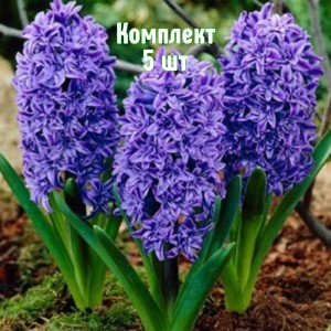 Комплект 5шт / Гиацинт Манхэттен