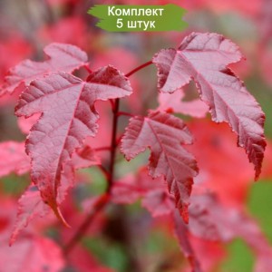 Комплект 5шт / Клён Гиннала  (сеянец до 20 см)