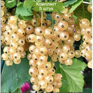 Комплект 5шт / Смородина Белая Фея (белая)