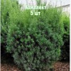 Комплект 5шт / Тис средний Грин Монтейн (до 20 см)