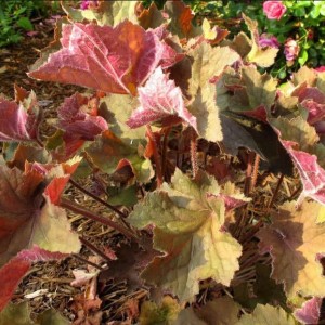 Гейхера Биг Топ Бронз